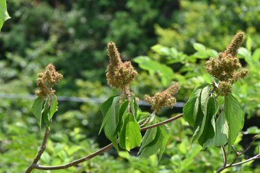 Japon mallotus meyveleri. Euphorbiaceae döküntü bitkileri. Çiçekler yazın başlarında açar ve yumuşak dikenli kapsüller sonbaharda olgunlaşır..