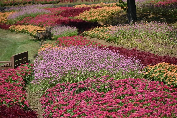 Цветы Амаранта Глобуса Цветущие Клумбе Парке Амарантовые Ежегодные Растения Произрастающие — стоковое фото