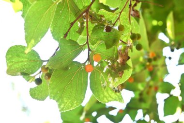Çin böğürtlen ağacı ve meyveler. Cannabaceae yapraklı ağaç. Meyve sonbaharda olgunlaşan tatlı ve lezzetli bir reçetedir. Kuşlar onu yemeyi sever ve onların dışkıları tohumları yayılır..