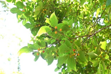 Çin böğürtlen ağacı ve meyveler. Cannabaceae yapraklı ağaç. Meyve sonbaharda olgunlaşan tatlı ve lezzetli bir reçetedir. Kuşlar onu yemeyi sever ve onların dışkıları tohumları yayılır..