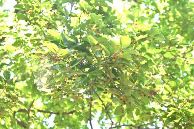 Çin böğürtlen ağacı ve meyveler. Cannabaceae yapraklı ağaç. Meyve sonbaharda olgunlaşan tatlı ve lezzetli bir reçetedir. Kuşlar onu yemeyi sever ve onların dışkıları tohumları yayılır..