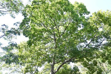 Çin böğürtlen ağacı ve meyveler. Cannabaceae yapraklı ağaç. Meyve sonbaharda olgunlaşan tatlı ve lezzetli bir reçetedir. Kuşlar onu yemeyi sever ve onların dışkıları tohumları yayılır..