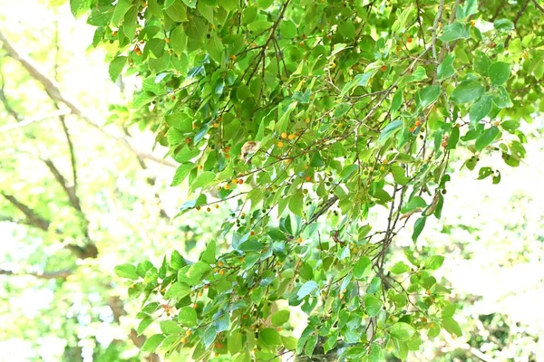 中国的黑莓树和果实 金银花科落叶树 这种水果是一种成熟于秋天的核果 甜甜可口 鸟儿喜欢吃它 它们的排泄物散播种子 — 图库照片