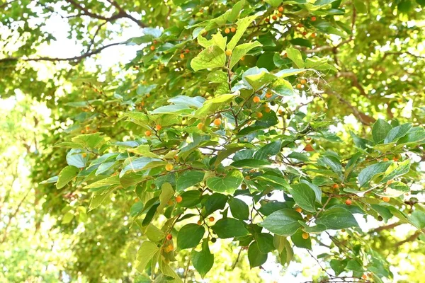 Hackberry Árvore Chinesa Fruits Cannabaceae Árvore Caduca Fruta Uma Drupa — Fotografia de Stock