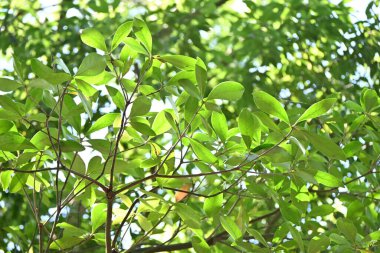 Japon ternstroemi (Ternstroemia gymnanthera) ağacı ve yaprakları. Pentaphylacaceae Evergreen Japonya 'ya özgüdür. Rüzgara dayanıklı, sele dayanıklı ve ateşe dayanıklı bir ağaçtır..