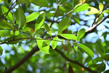 Japon ternstroemi (Ternstroemia gymnanthera) ağacı ve yaprakları. Pentaphylacaceae Evergreen Japonya 'ya özgüdür. Rüzgara dayanıklı, sele dayanıklı ve ateşe dayanıklı bir ağaçtır..