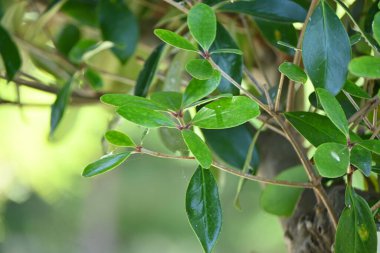 Japon ternstroemi (Ternstroemia gymnanthera) ağacı ve yaprakları. Pentaphylacaceae Evergreen Japonya 'ya özgüdür. Rüzgara dayanıklı, sele dayanıklı ve ateşe dayanıklı bir ağaçtır..