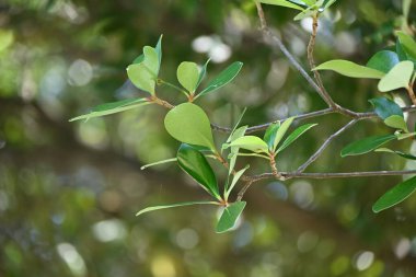 Japon ternstroemi (Ternstroemia gymnanthera) ağacı ve yaprakları. Pentaphylacaceae Evergreen Japonya 'ya özgüdür. Rüzgara dayanıklı, sele dayanıklı ve ateşe dayanıklı bir ağaçtır..