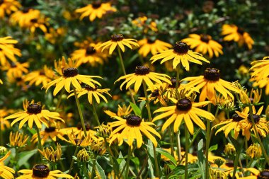 Siyah gözlü Susan (Rudbeckia) çiçekleri. Astetaceae bitkisi Kuzey Amerika 'ya özgüdür. Sarı çiçekler Temmuz 'dan Ekim' e kadar açar.