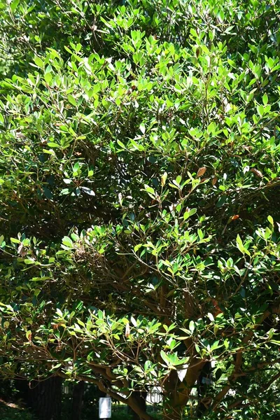 Ternstroemia Jepang Ternstroemia Gymnanthera Pohon Dan Leaves Pentaphylacaceae Evergreen Pohon — Stok Foto