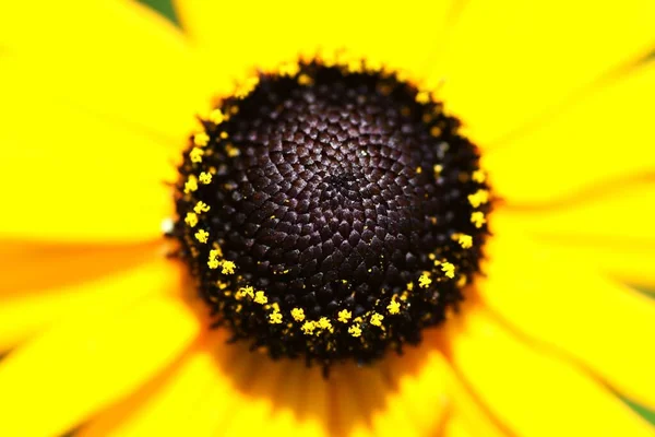 Czarne Oczy Susan Rudbeckia Kwiaty Wieloletnia Roślina Astetaceae Pochodzi Ameryki — Zdjęcie stockowe