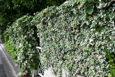 Boston Sarmaşığı (Parthenocissus tricuspidata). Vitaceae yaprak döken sarmaşık.