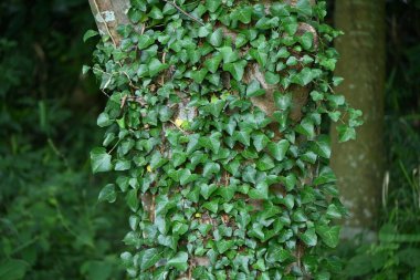 Boston Sarmaşığı (Parthenocissus tricuspidata). Vitaceae yaprak döken sarmaşık.