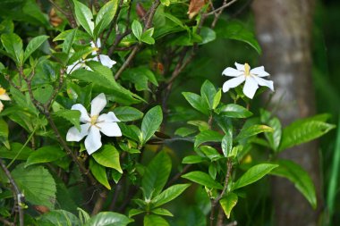  Cape Jasmine (Gardenia Jasminoides) çiçekleri. Rubiaceae her zaman yeşil çalı. Kokulu beyaz çiçekler Haziran 'dan Temmuz' a kadar açar. Meyveler bitkisel ilaçlar ve renklendirici olarak kullanılıyor..