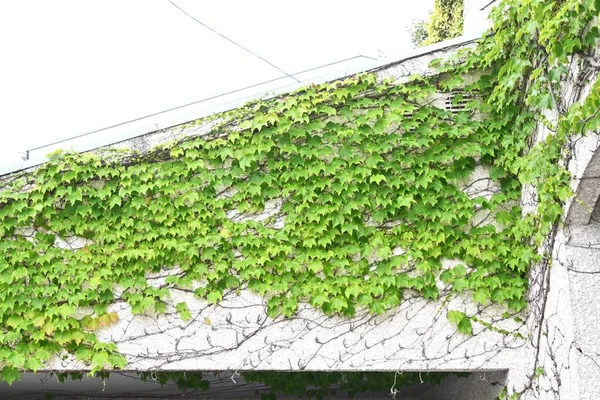 Boston Ivy Parthenocissus Tricuspidata Vitaceae Deciduous Vine — Stock Photo, Image