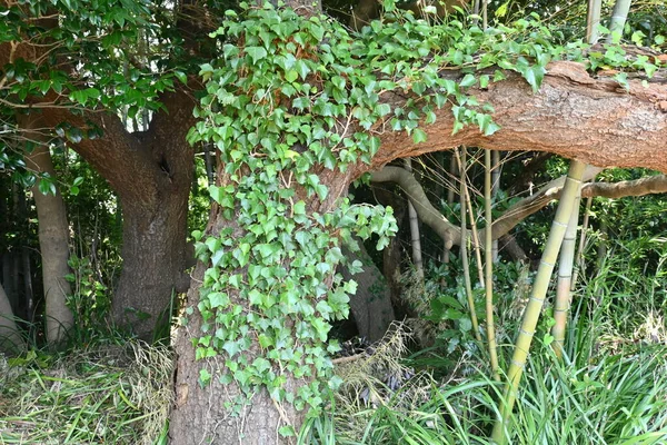 Boston Ivy Parthenocissus Tricuspidata Vitaceae Lövfällande Vinstockar — Stockfoto