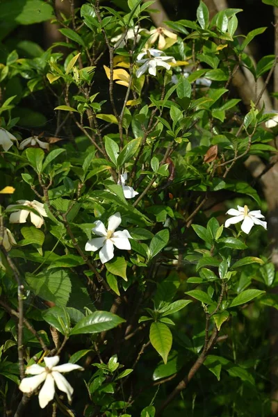 Kaapse Jasmijn Gardenia Jasminoides Bloemen Rubiaceae Groenblijvende Struik Geurende Witte — Stockfoto