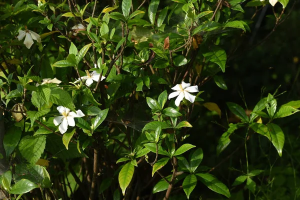ジェイスミン岬 ガルディニア ジャスミノイド ルビア エバーグリーン シュロッド 香り高い白い花は6月から7月まで咲きます 果物はハーブ薬および着色剤として使用されます — ストック写真