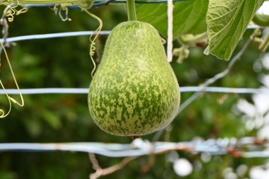 Su kabağı yetiştirme. Cucurbitaceae yıllık asma bitkileri. Tohumlar Nisan ayında ekilir ve eylülde hasat edilir. Su kapları ve müzik aletleri olarak işleniyor..