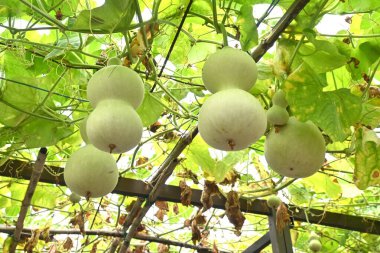 Su kabağı yetiştirme. Cucurbitaceae yıllık asma bitkileri. Tohumlar Nisan ayında ekilir ve eylülde hasat edilir. Su kapları ve müzik aletleri olarak işleniyor..