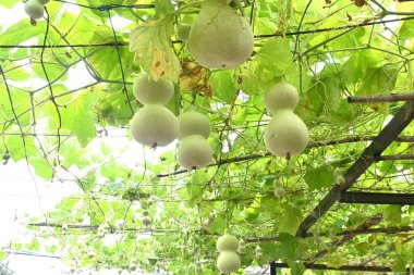 Su kabağı yetiştirme. Cucurbitaceae yıllık asma bitkileri. Tohumlar Nisan ayında ekilir ve eylülde hasat edilir. Su kapları ve müzik aletleri olarak işleniyor..