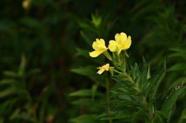 Sıradan akşam çiçekleri (Oenothera biennis). Onagraceae daimi ot. Dört yapraklı sarı çiçekler Haziran 'dan Eylül' e kadar açar..