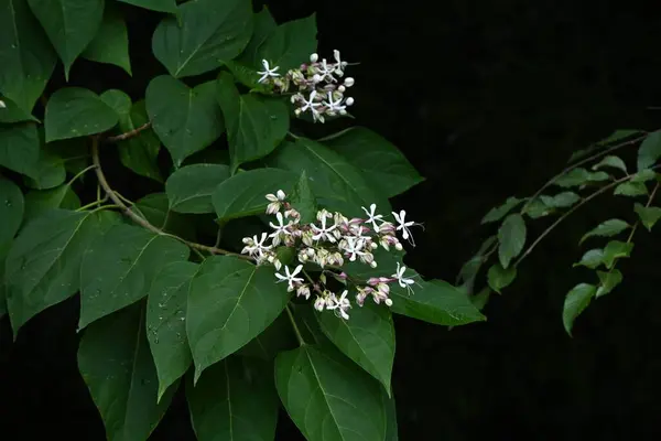 Arlequim Glória Bower Flores Lamiaceae Arbusto Decíduo Flores Brancas Perfumadas — Fotografia de Stock
