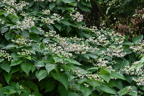 Δόξα Των Αρλεκίνων Ανθίζει Φυλλοβόλος Θάμνος Lamiaceae Αρωματικά Λευκά Λουλούδια — Φωτογραφία Αρχείου