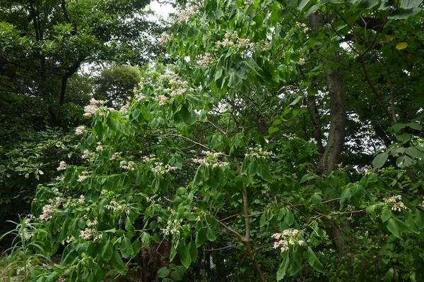 Harlequin Glory Bower Flowers Lamiaceae Deciduous Shrub Fragrant White Flowers — Stock Photo, Image
