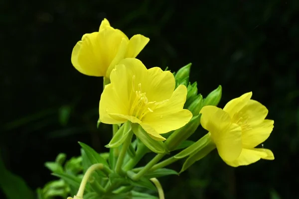 일반적인 Primrose Oenothera Biennis 다년생 월부터 월까지 노란색 — 스톡 사진