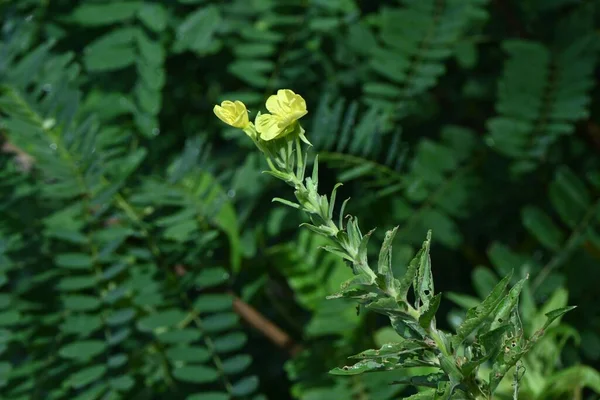 Kwiaty Róży Zwyczajnej Oenothera Biennis Wieloletnie Zioło Onagraceae Czteropłatkowe Żółte — Zdjęcie stockowe
