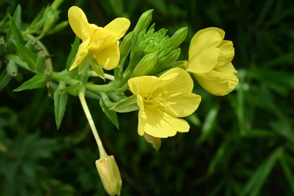 Kwiaty Róży Zwyczajnej Oenothera Biennis Wieloletnie Zioło Onagraceae Czteropłatkowe Żółte — Zdjęcie stockowe