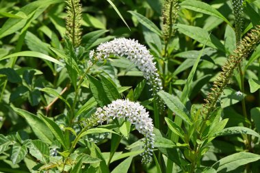 Gooseneck Loosestrife (Lysimachia clethroides) çiçekler. Primulaceae daimi bitkileri. Yarışlarda Haziran 'dan Temmuz' a kadar birçok beyaz çiçek açar..