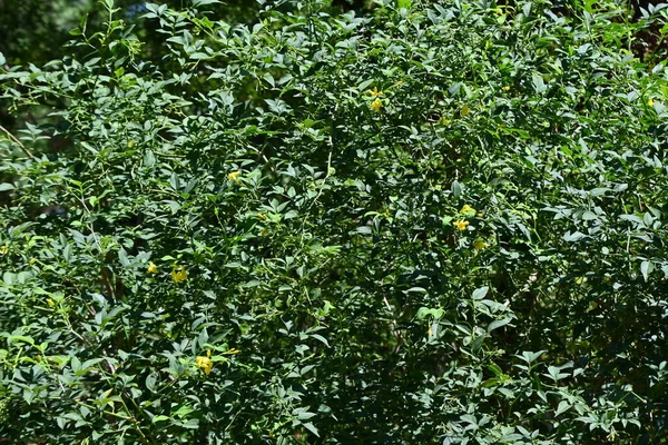 Gelber Jasmin Jasminum Humile Blüht Oleaceae Immergrüner Strauch Aus Dem — Stockfoto