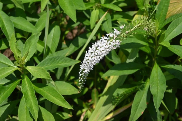 ゴーセック ロスロードフ リシマチャイア甲状腺 プリミュラス ペレニアル プラント 多くの白い花が6月から7月までの茎の先端で人種差別に咲きます — ストック写真