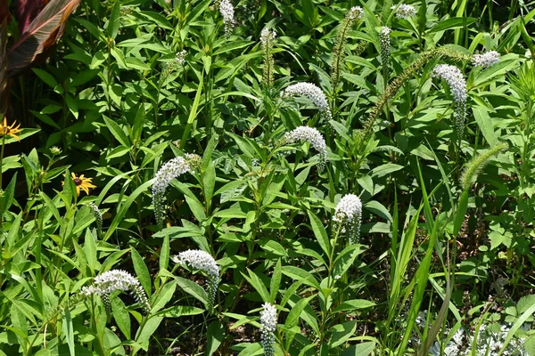 Květy Husího Krku Lysimachia Clethroides Rostliny Druhu Primulaceae Mnoho Bílých — Stock fotografie