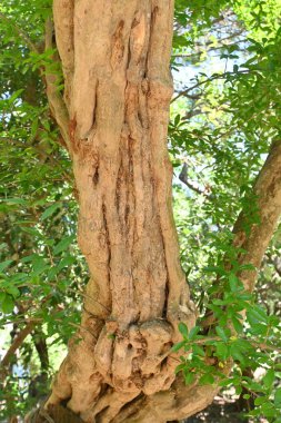 Nar ağacı. Kereste çiçekleri yazın erken çiçek açar ve sonbaharda meyve verir. Meyve yenilebilir ve ağaç kabuğu şifalı bir bitki olarak kullanılır..