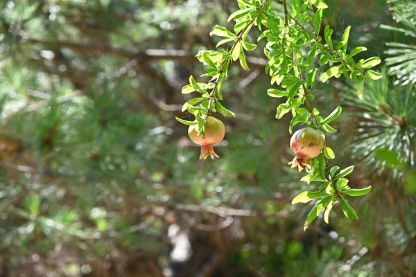 Granaatappelboom Vermiljoen Bloemen Bloeien Het Begin Van Zomer Dragen Vruchten — Stockfoto