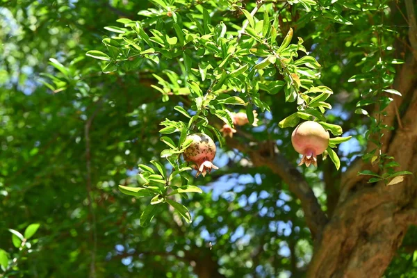 Гранатовое Дерево Цветы Вермилиона Цветут Начале Лета Приносят Плоды Осенью — стоковое фото