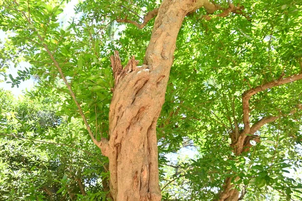 Granatapfelbaum Zinnoberrot Blüht Frühsommer Und Trägt Herbst Früchte Die Frucht — Stockfoto
