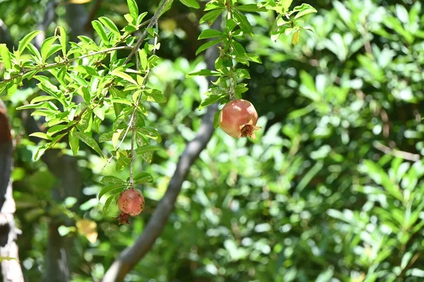 Drzewo Granatu Kwiaty Vermilion Kwitną Początku Lata Owocują Jesienią Owoce — Zdjęcie stockowe
