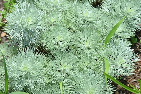 Artemisia yaprakları. Asteraceae daimi bitkileri. Süs bitkileri..