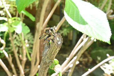 Promachus yeesonicus. Diptera Asilidae böceği. Böceklerle beslenen etobur bir at sineği..