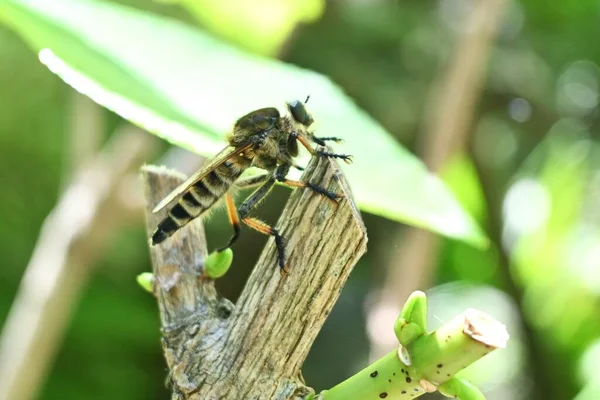 Promachus Yesonicus Diptera Asilidae Insecte Une Libellule Carnivore Qui Attaque — Photo