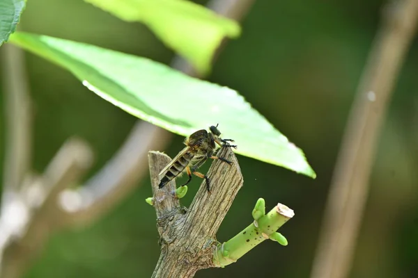 Promachus Yesonicus Inseto Diptera Asilidae Uma Mosca Carnívora Que Aproveita — Fotografia de Stock