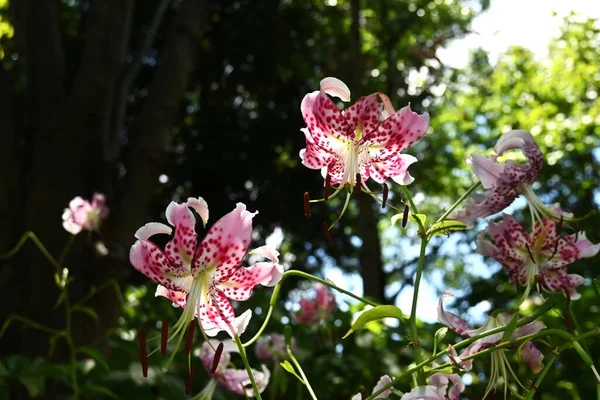 Lilium Speciosum Var Flores Del Clivorum Hermosas Flores Rosadas Con — Foto de Stock