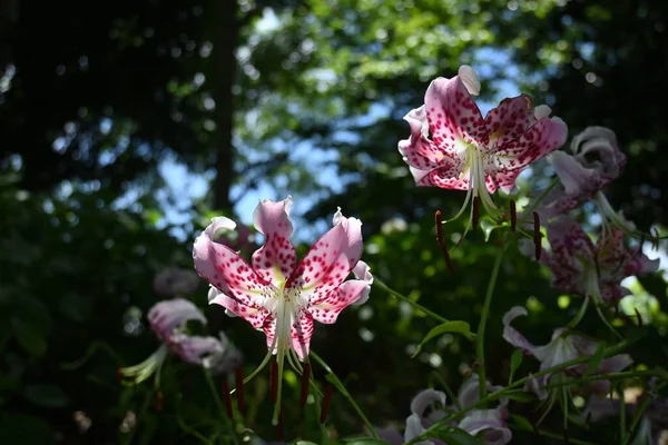 Lilium Speciosum Var Clivorum Flowers Bellissimi Fiori Rosa Con Petali — Foto Stock
