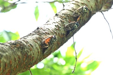Büyük kahverengi ağustos böceği (Graptopsaltria nigrofuscata). Çoğu ağustos böceğinin şeffaf kanatları vardır, ama bu ağustos böceğinin kanatları opaktır, ki bu nadir bir özelliktir..