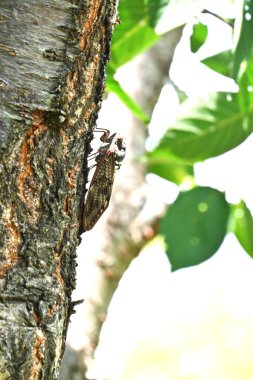 Büyük kahverengi ağustos böceği (Graptopsaltria nigrofuscata). Çoğu ağustos böceğinin şeffaf kanatları vardır, ama bu ağustos böceğinin kanatları opaktır, ki bu nadir bir özelliktir..