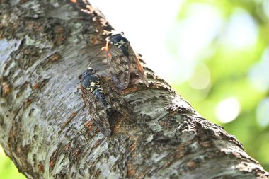 Büyük kahverengi ağustos böceği (Graptopsaltria nigrofuscata). Çoğu ağustos böceğinin şeffaf kanatları vardır, ama bu ağustos böceğinin kanatları opaktır, ki bu nadir bir özelliktir..